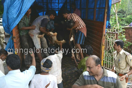 Cattle trafficking  in mangalore 7